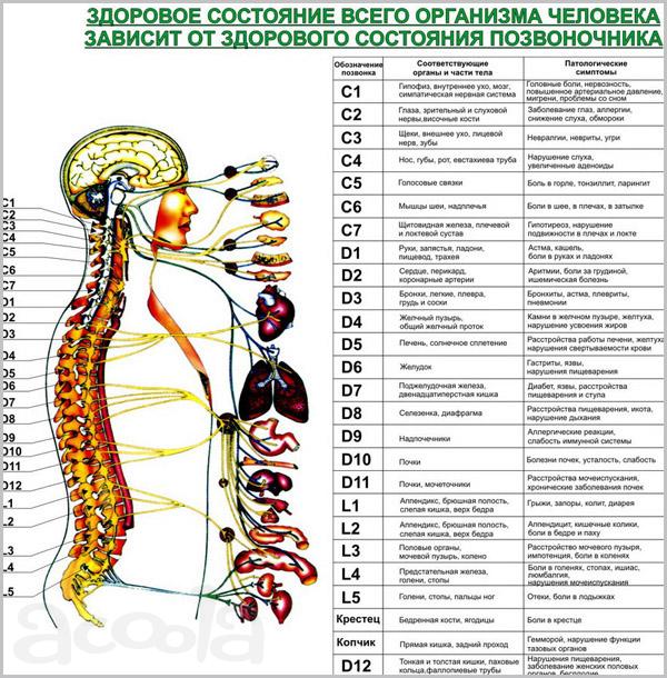 Сегментарно-рефлекторный массаж.